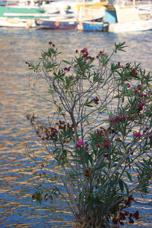 Beautiful flowers in a Mediterranean garden in Vela Luka, small town on island Korcula, Croatia. Small boats in the background.の写真素材