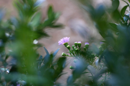 Little purple Aster flowers growing in the garden. Selective focus.の写真素材