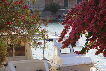 Beautiful flowers in a Mediterranean garden in Vela Luka, small town on island Korcula, Croatia....