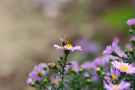 Little purple Aster flowers growing in the garden. Selective focus.の写真素材