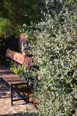 Wooden bench and flowers in a Mediterranean garden. Selective focus.の写真素材