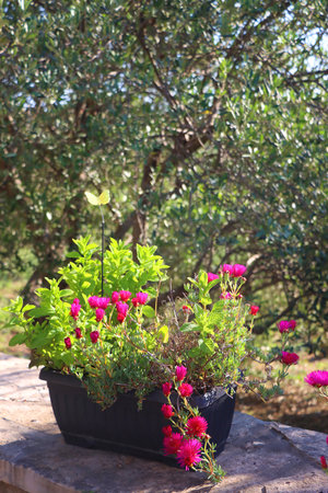 Flower pot with pink flowers in the garden. Selective focus.の写真素材