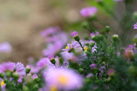 Little purple Aster flowers growing in the garden. Selective focus.の写真素材