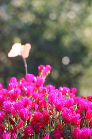 Flower pot with pink flowers in the garden. Selective focus.の写真素材
