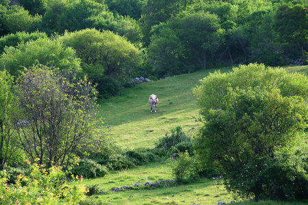 Cows on the pasture in the mountain. Idyllic rural scene in Croatia.の写真素材