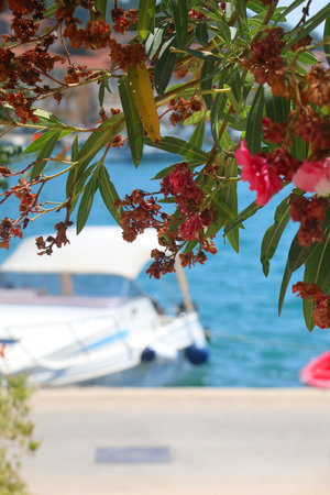 Beautiful flowers in a Mediterranean garden in Vela Luka, small town on island Korcula, Croatia. Small boats in the background.の写真素材