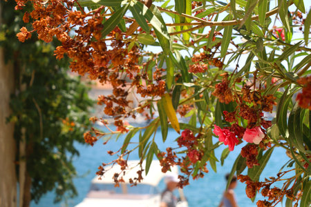 Beautiful flowers in a Mediterranean garden in Vela Luka, small town on island Korcula, Croatia. Small boats in the background.の写真素材