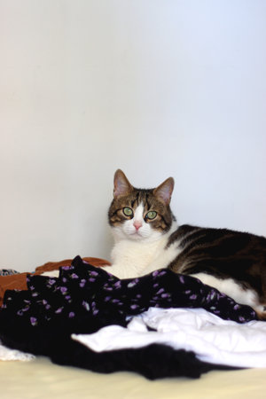 Cute cat is hindering a closet cleanout. Cat lying on the clothing. Selective focus.の写真素材