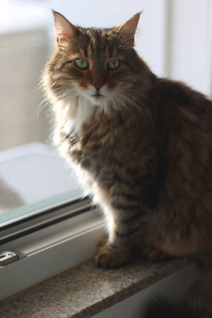 Beautiful longhaired tabby cat sitting on the window sill. Selective focus.の写真素材