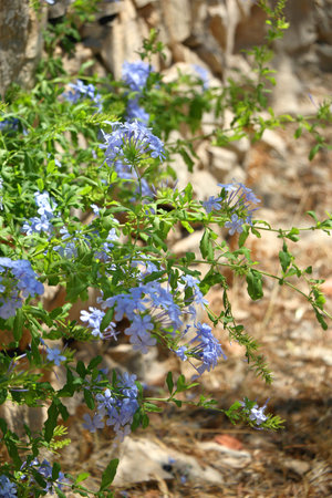Colorful plants in a Mediterranean garden. Selective focus.の写真素材
