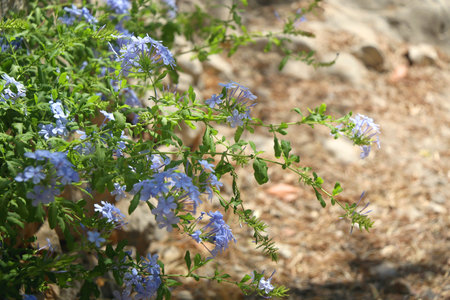 Colorful plants in a Mediterranean garden. Selective focus.の写真素材