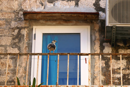 Traditional Mediterranean architectural details in Trogir, Croatia.の写真素材