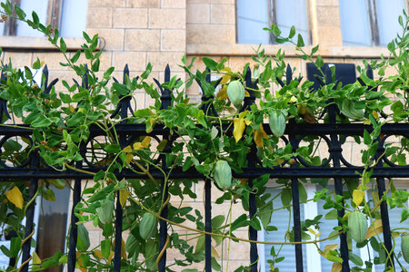 Colorful plants in a Mediterranean garden. Selective focus.の写真素材