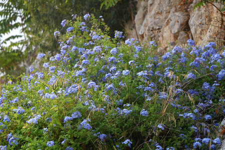 Colorful plants in a Mediterranean garden. Selective focus.