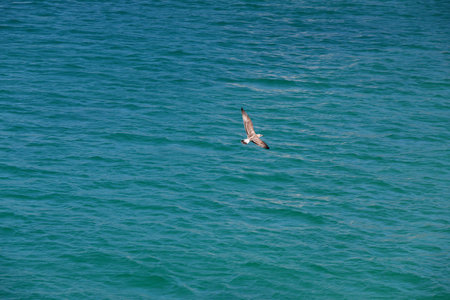 Seagulls flying above the sea. Selective focus.