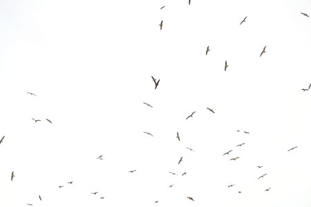 Seagulls flying in the sky.の写真素材