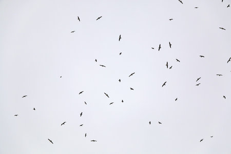 Seagull flying and bright sky.