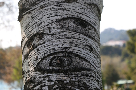 Colorful plants in a garden. Selective focus.の写真素材