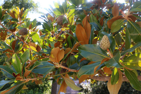 Colorful plants in a Mediterranean garden. Selective focus.