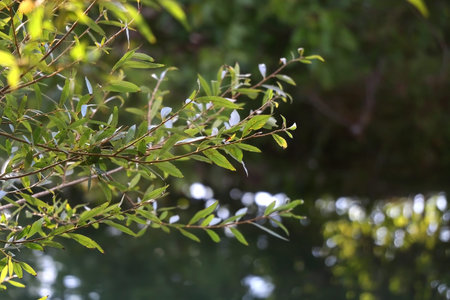 Lush plant growing by the river. Selective focus.