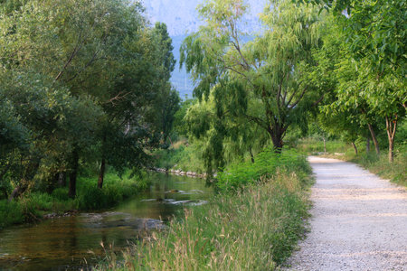 Beautiful landscape with lush plants and small river.