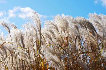 cane in flower ready for harvest against blue skyの写真素材