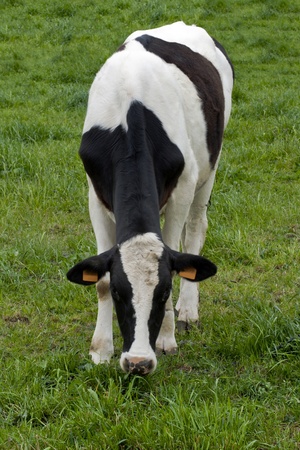 One calf grazing on a fieldの写真素材