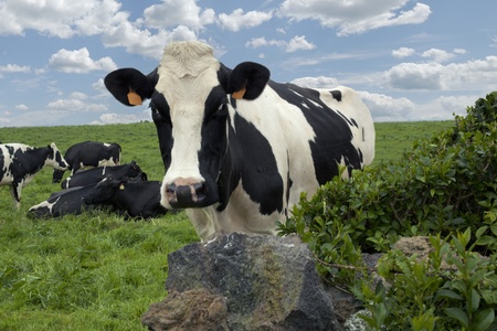 Black and white cows on a sunny fieldの写真素材