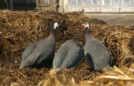 Three guinea fowls on a sunny haystackの写真素材