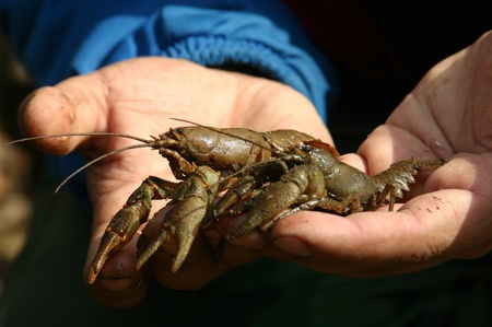 Close up of a recently catched river lobstersの写真素材