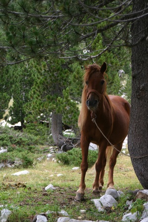  Tied up horse in the forestの写真素材