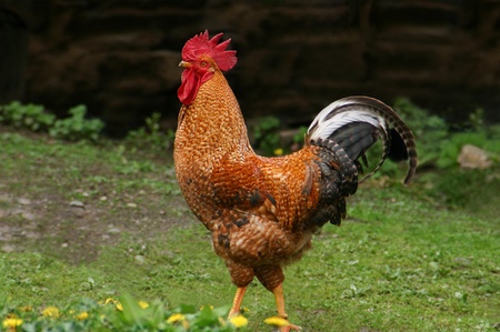 Rooster standing alone in the yardの写真素材