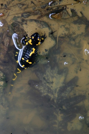 One salamander standing halfway in a muddy pondの写真素材