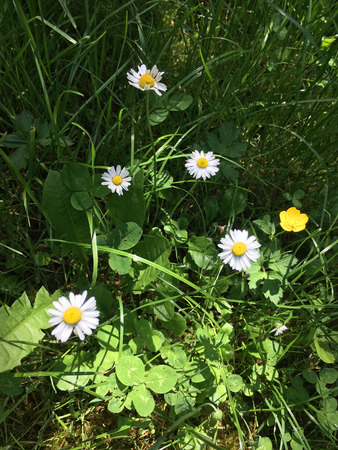 Daisy wild flowers in grassy meadow on a sunny summer dayの写真素材
