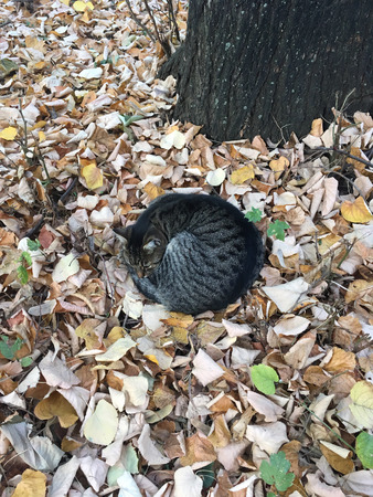 Dark-gray curled-up cat near a tree in yellow autumn leavesの写真素材
