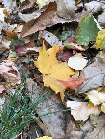 Yellow autumn leaves on the ground ending a life cycleの写真素材