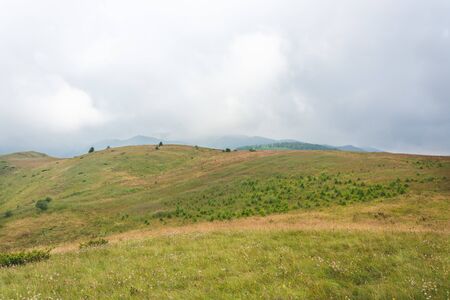 Green foggy mountain meadow slope covered with pine trees, grass and wild flowers against pale...