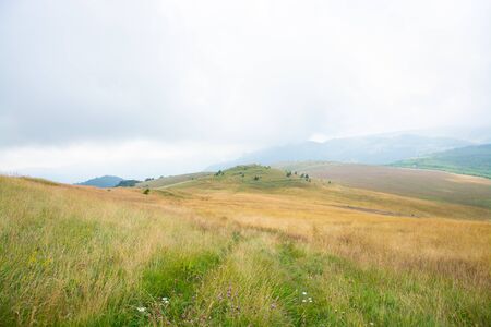 Green hill top peaks and cloudy sky with flowery meadow, pine trees and grassy pasture against...
