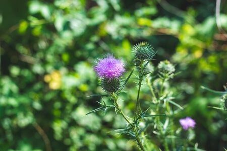 Closeup of purple burdock mountain flowers against bokeh green meadow grassの写真素材