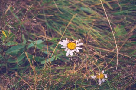 Closeup of decaying white and yellow wild camomile flower against bokeh green grass meadow backgroundの写真素材