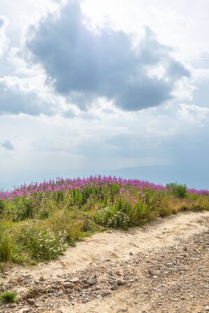 Horizon of pink wild mountain flowers on green grassy meadow bathing in sunlight against fluffy white clouds and blue skyの写真素材