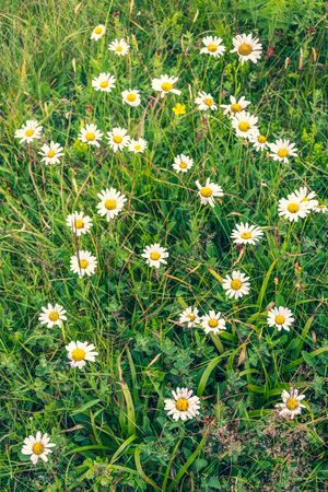 Small white and yellow wild chamomile flowers closeup against green bokeh meadow grassの写真素材