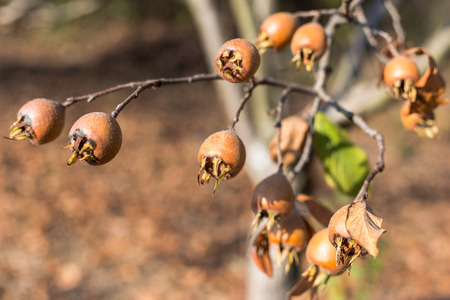 Close-up photo of common medlar (Mespilus germanica), healthy organic food from nature.の写真素材