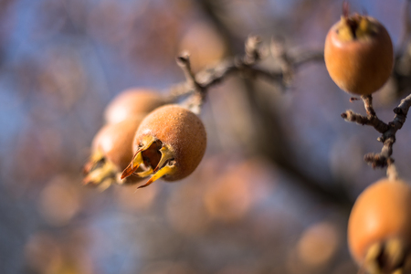 Close-up photo of common medlar (Mespilus germanica), healthy organic food from nature.の写真素材