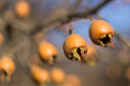 Close-up photo of common medlar (Mespilus germanica), healthy organic food from nature.の写真素材