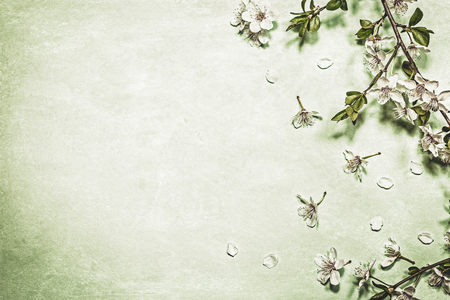 White spring blossom on green pastel color background, top view with copy space. Vintage spring floral background.の写真素材