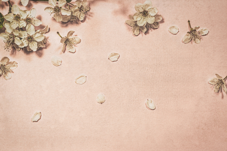 White spring blossom on coral pastel color background, top view with copy space. Floral pattern for design.の写真素材