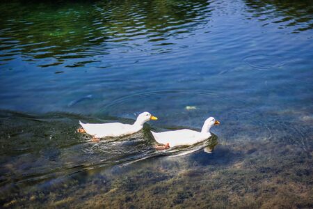 Two white ducks swimming in the lake.の写真素材