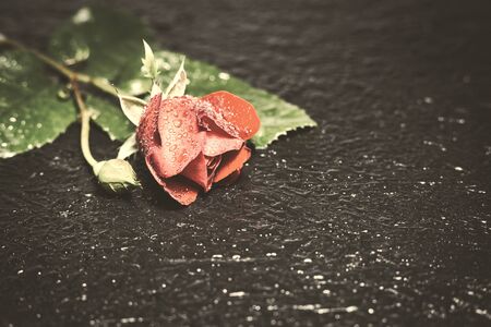 Close-up photo of beautiful red rose with water droplets on black background, copy space for text. Vintage toned photo.の写真素材