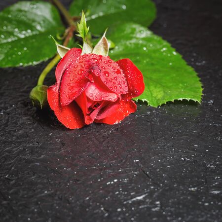 Close-up photo of beautiful red rose with water droplets on black background, copy space for text.の写真素材